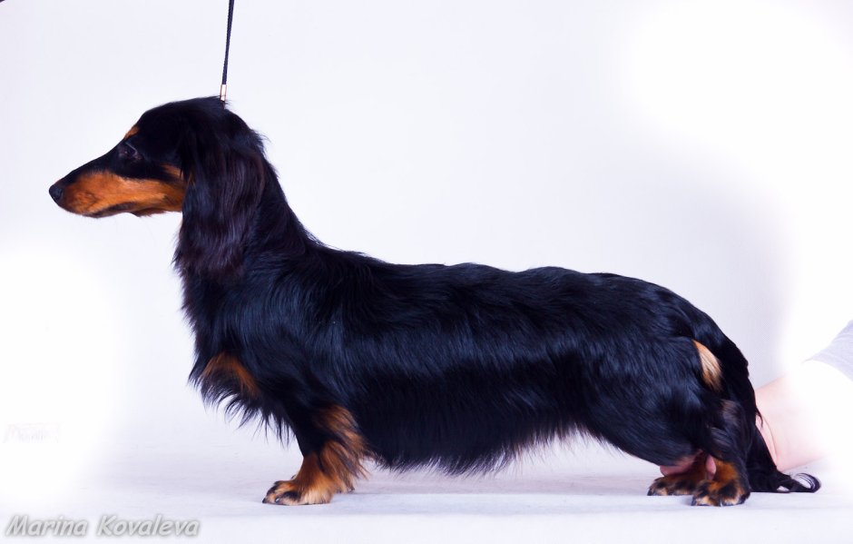 Длинношерстный такса черно подпалый фото