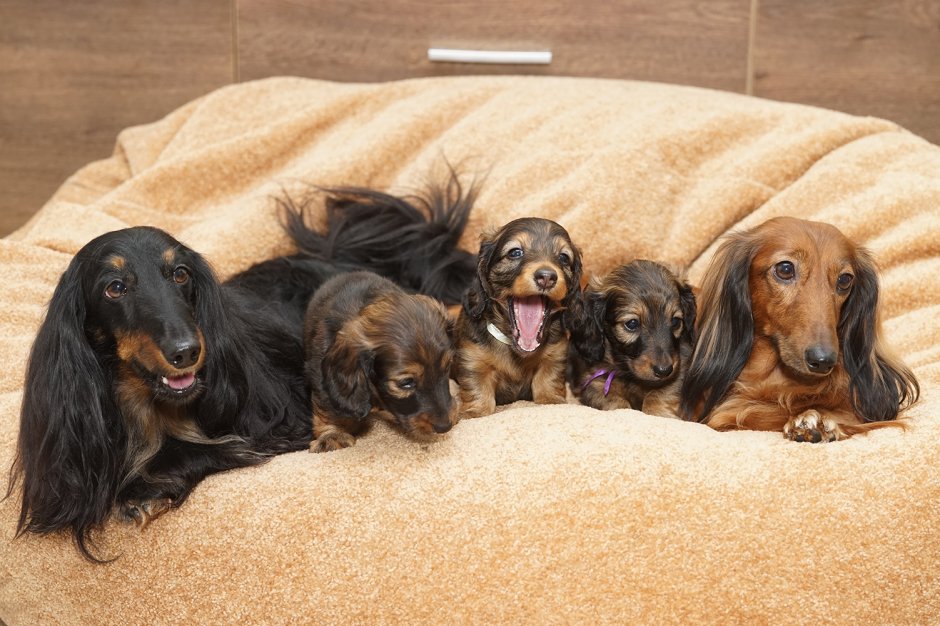 Найденные собаки длинношерстные таксы