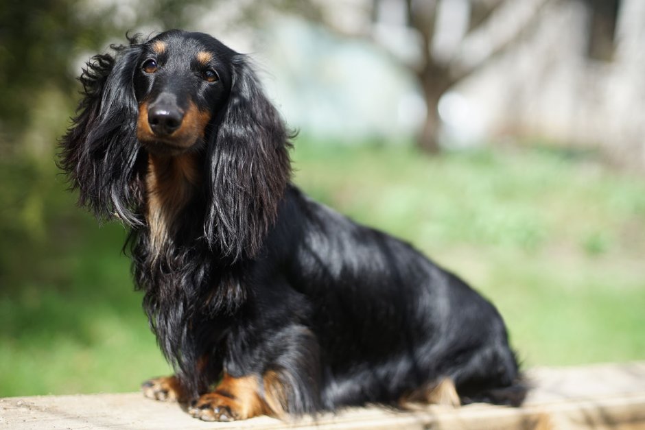 Такса длинношерстная черная