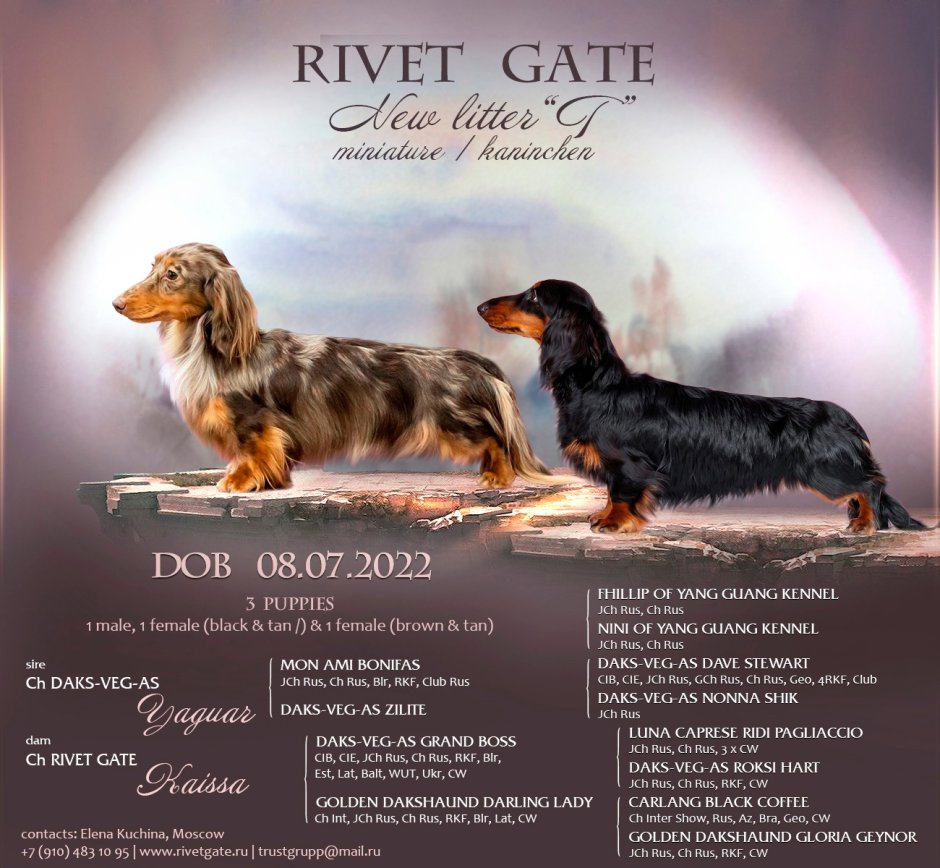 Такса длинношерстная окрасы