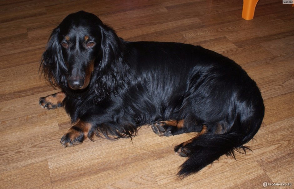 Длинношерстная кроличья такса черный подпалый