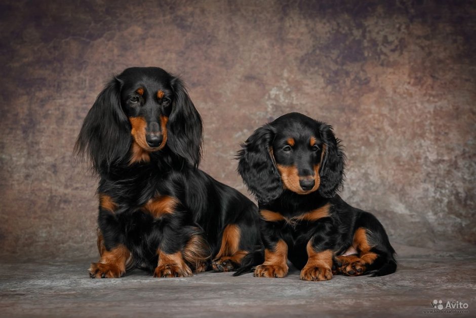 Такса длинношерстная карликовая