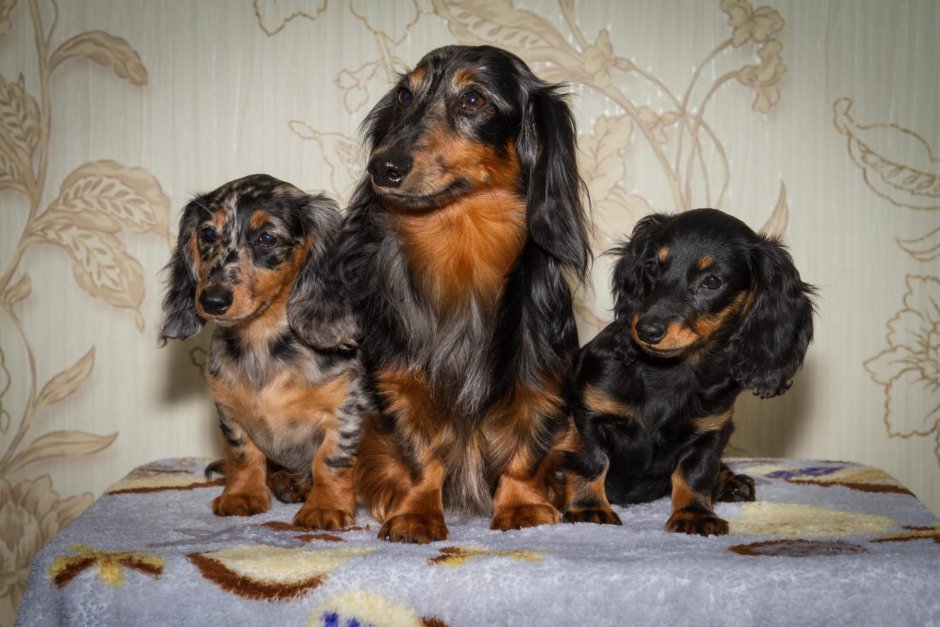 Такса длинношерстная с цветами