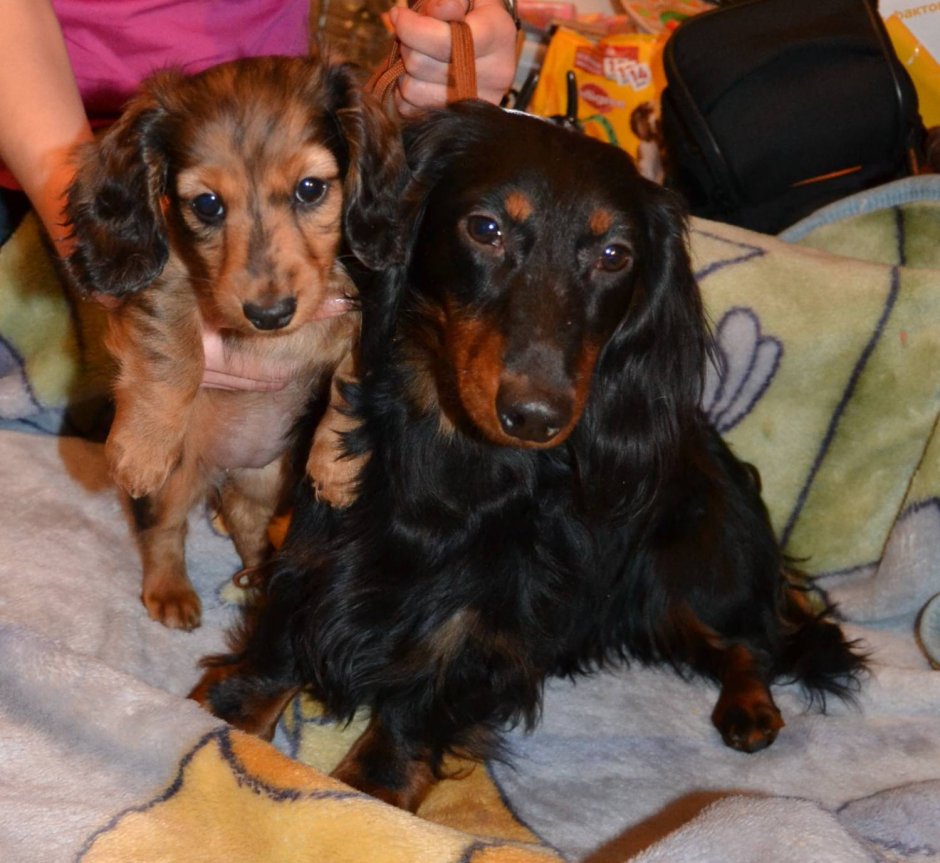 Кроличья такса длинношерстная кофейная