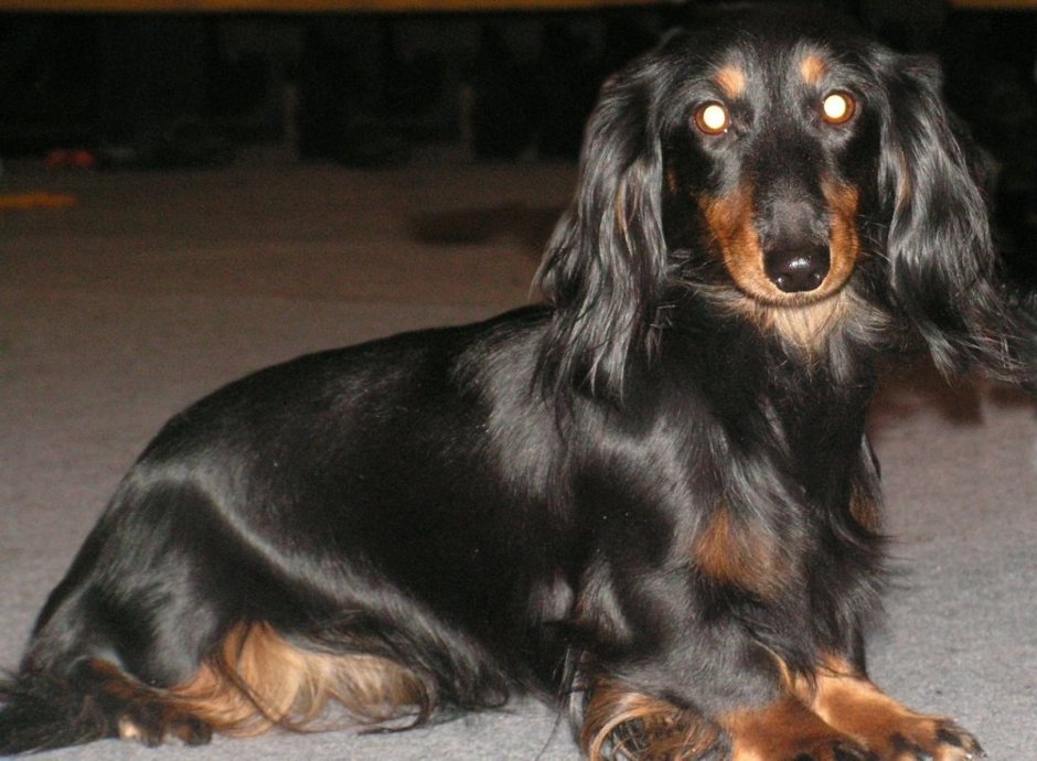 Такса длинношерстная черная