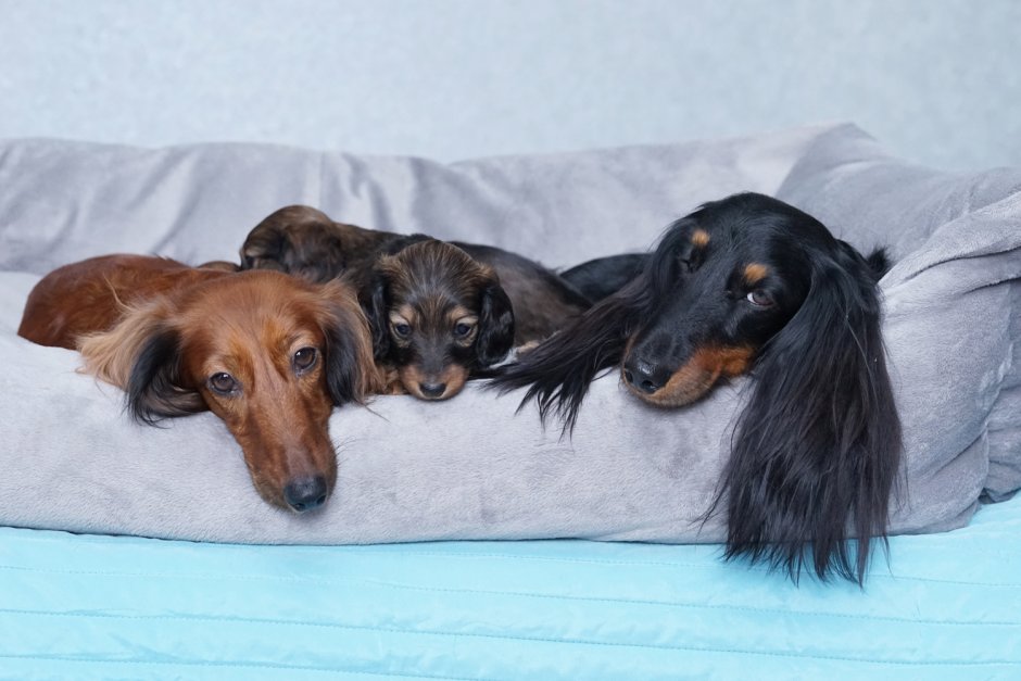 Питомник длинношерстных такс