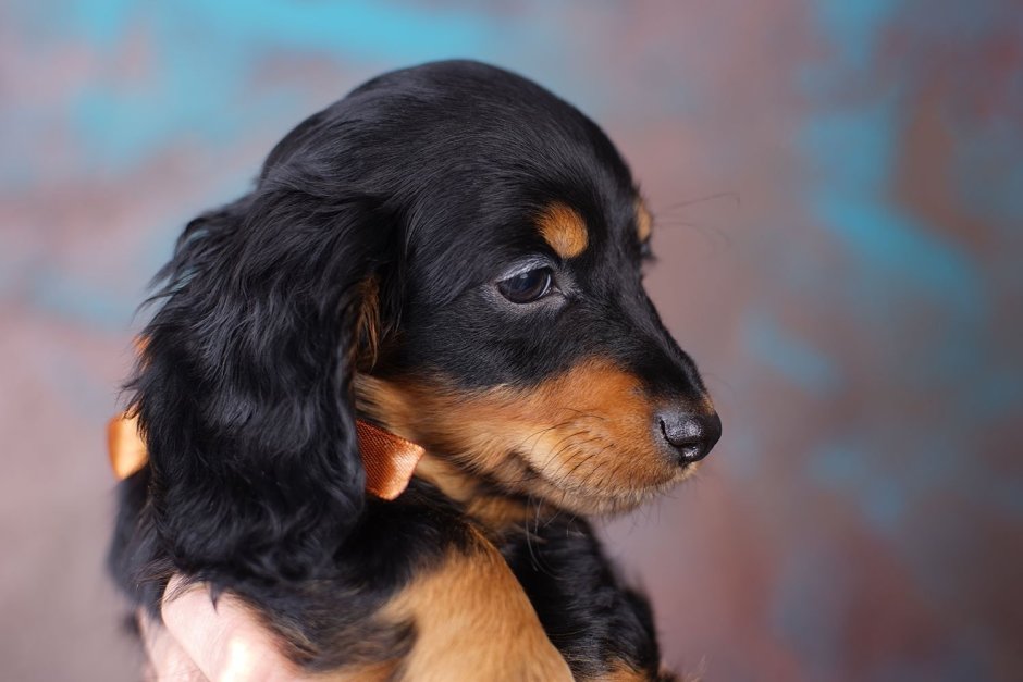 Золотая такса длинношерстная