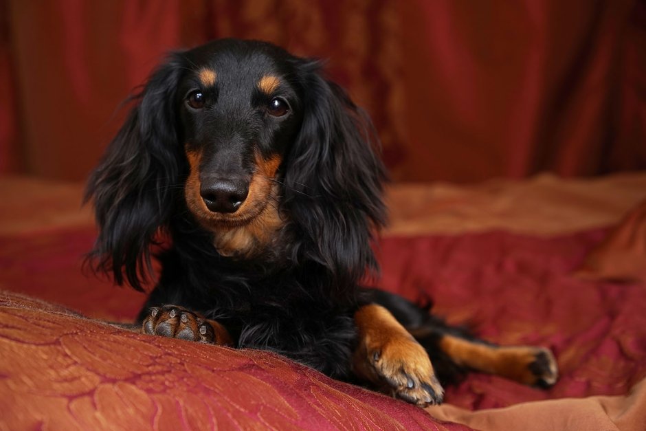 Такса длинношерстная карликовая