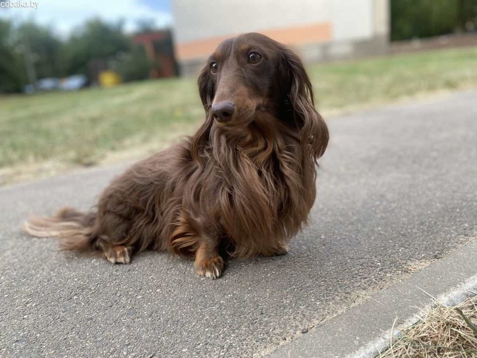 Такса длинношерстная