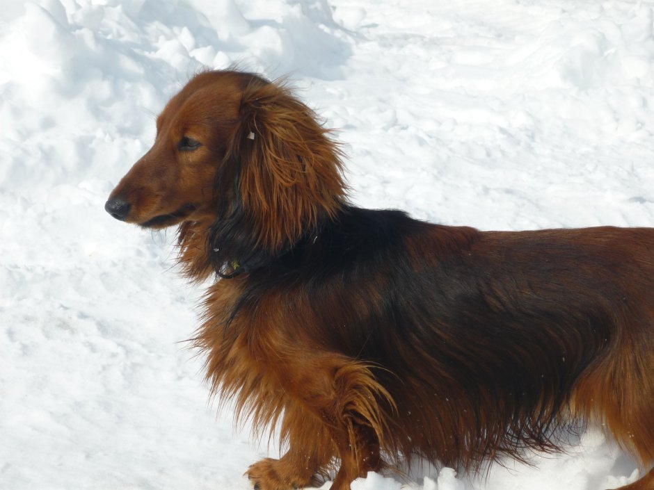 Такса потеряшка мраморная