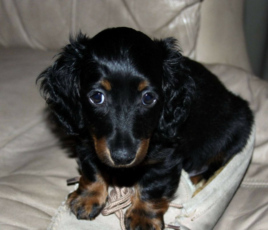 Черная мраморная такса длинношёрстная