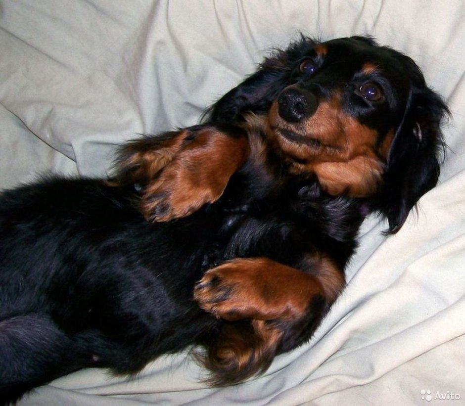 Мини такса длинношерстная