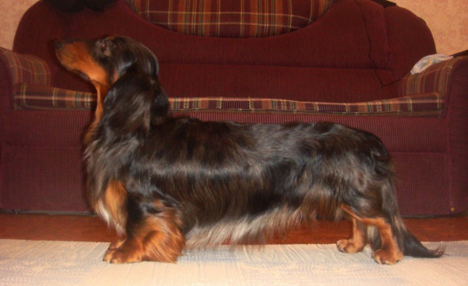 Смешные длинношерстные таксы