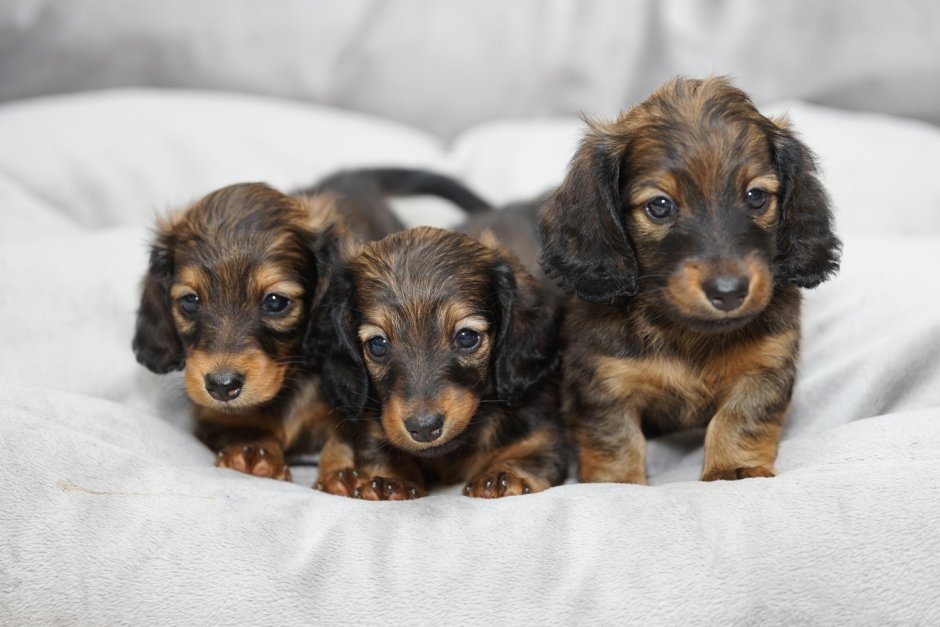 Длинношерстная такса черно подпалый