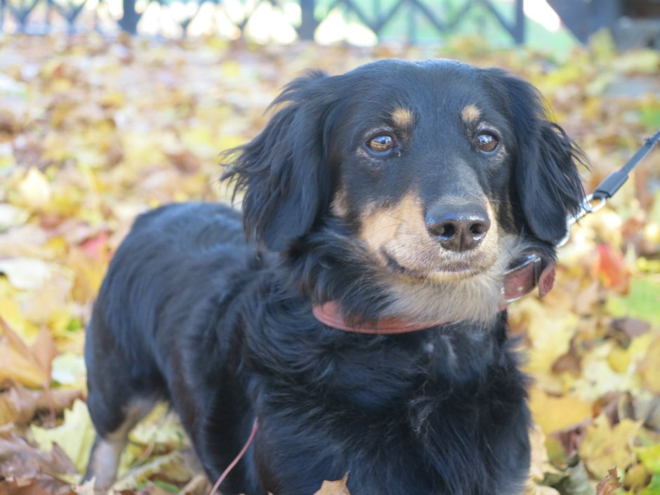 Кроличья такса черная