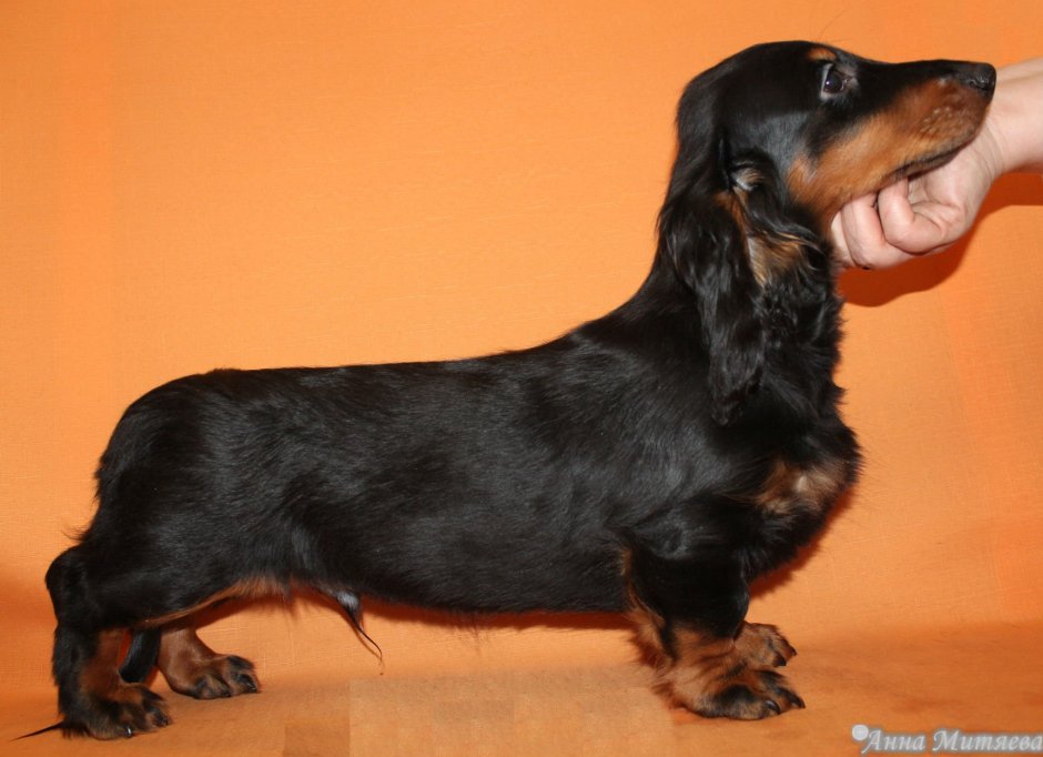 Найденные собаки длинношерстные таксы