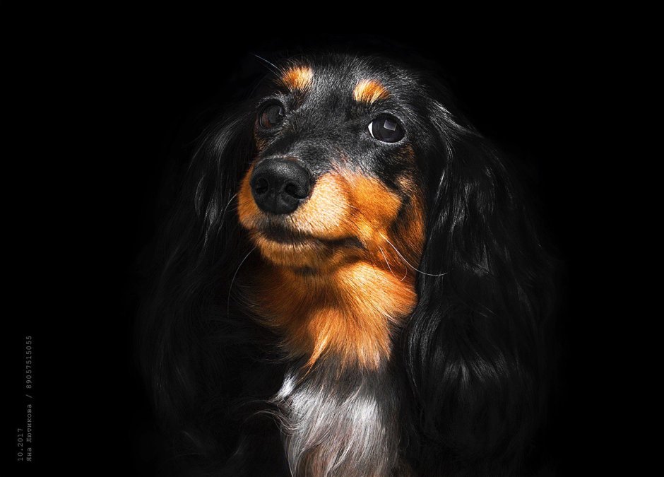 Такса длинношерстная обои