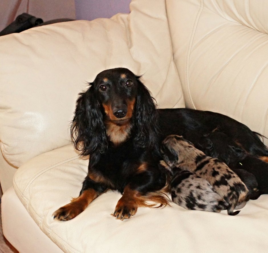 Такса длинношерстная кроличья черная