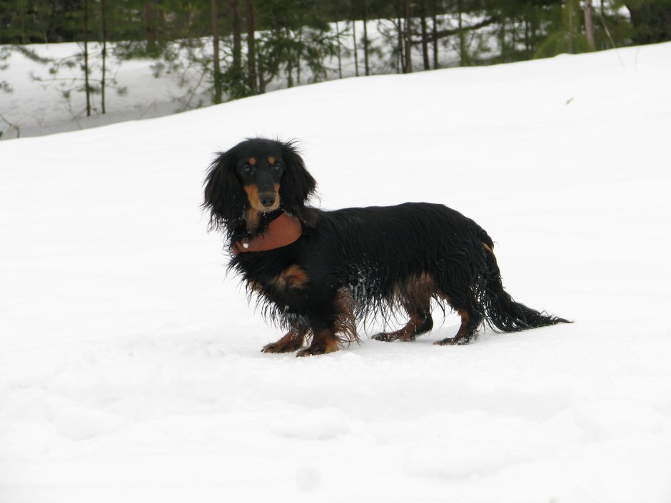 Такса длинношерстная