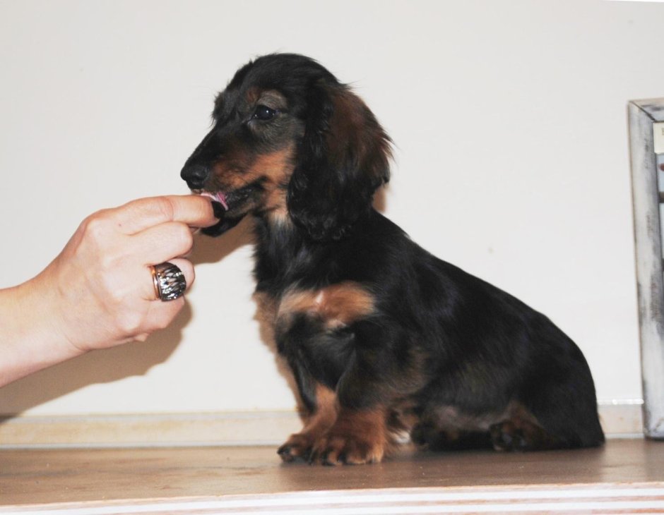 Такса миниатюрная длинношерстная