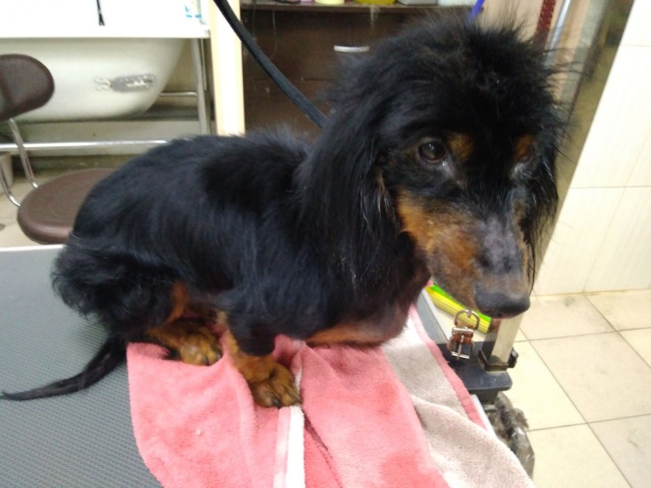 Такса длинношерстная кроличья черная