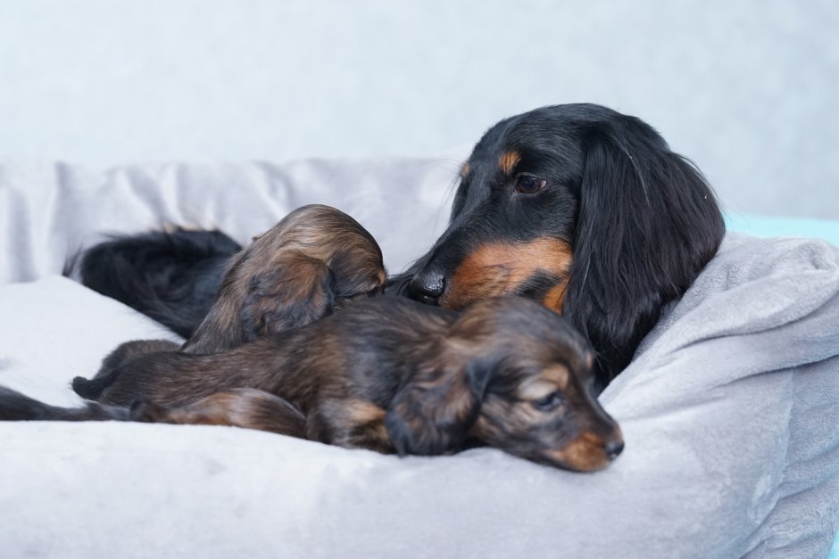 Золотая такса длинношерстная