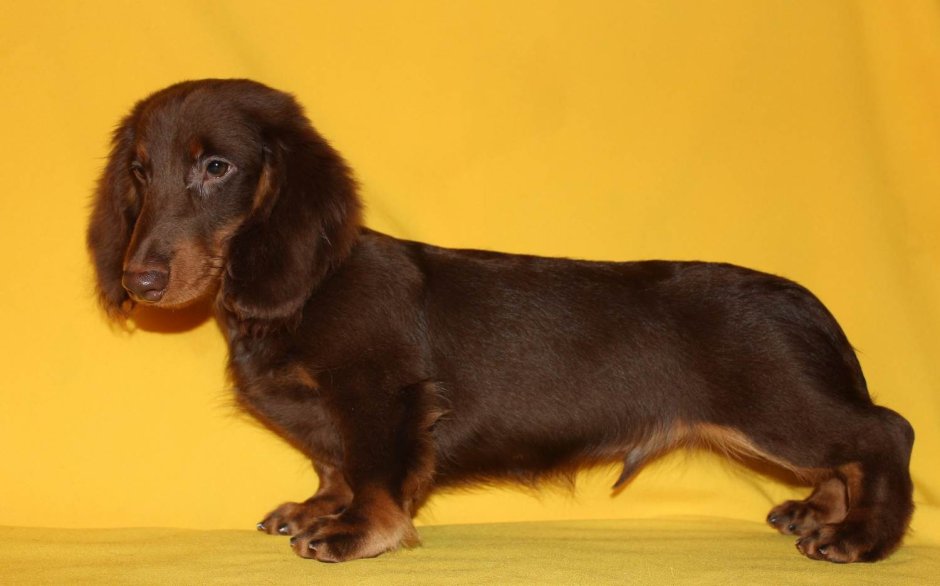 Такса длинношерстная черная