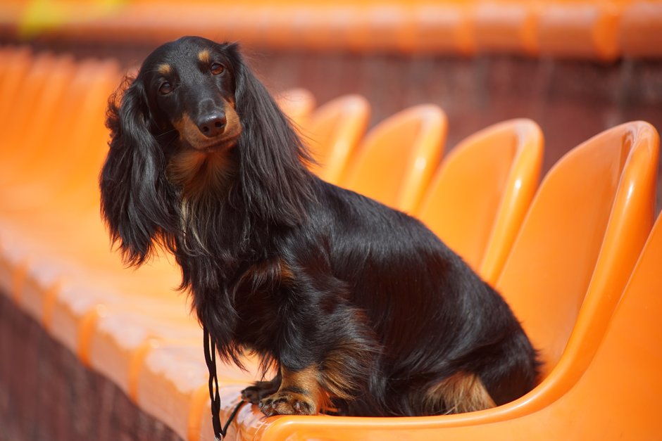 Кроличья такса