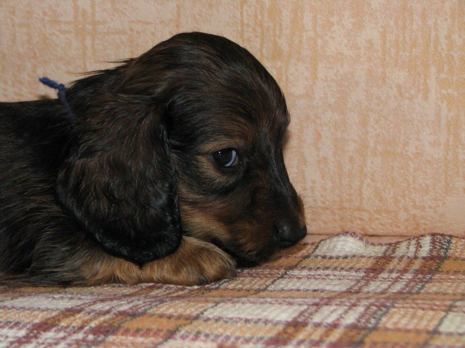 Стандарт таксы длинношерстной стандартной