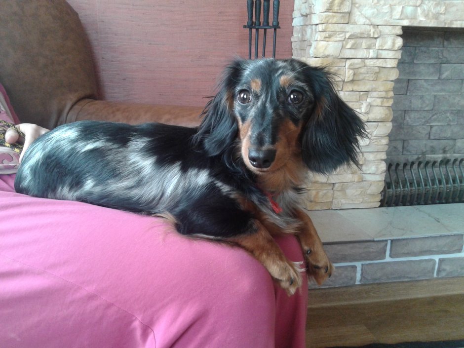 Бело рыжая длинношерстная кудрявая такса такса