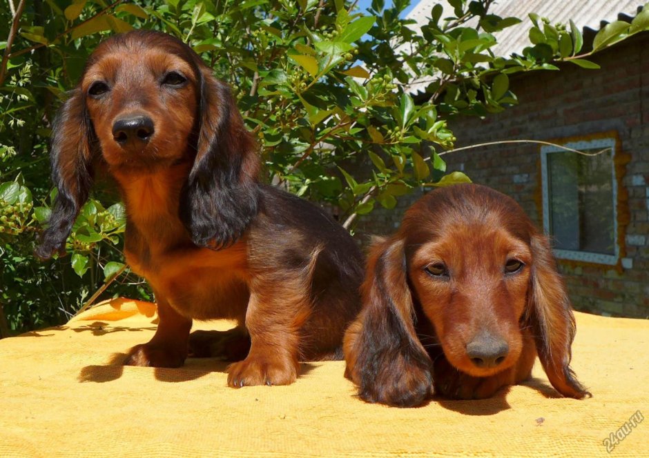 Мини такса длинношерстная