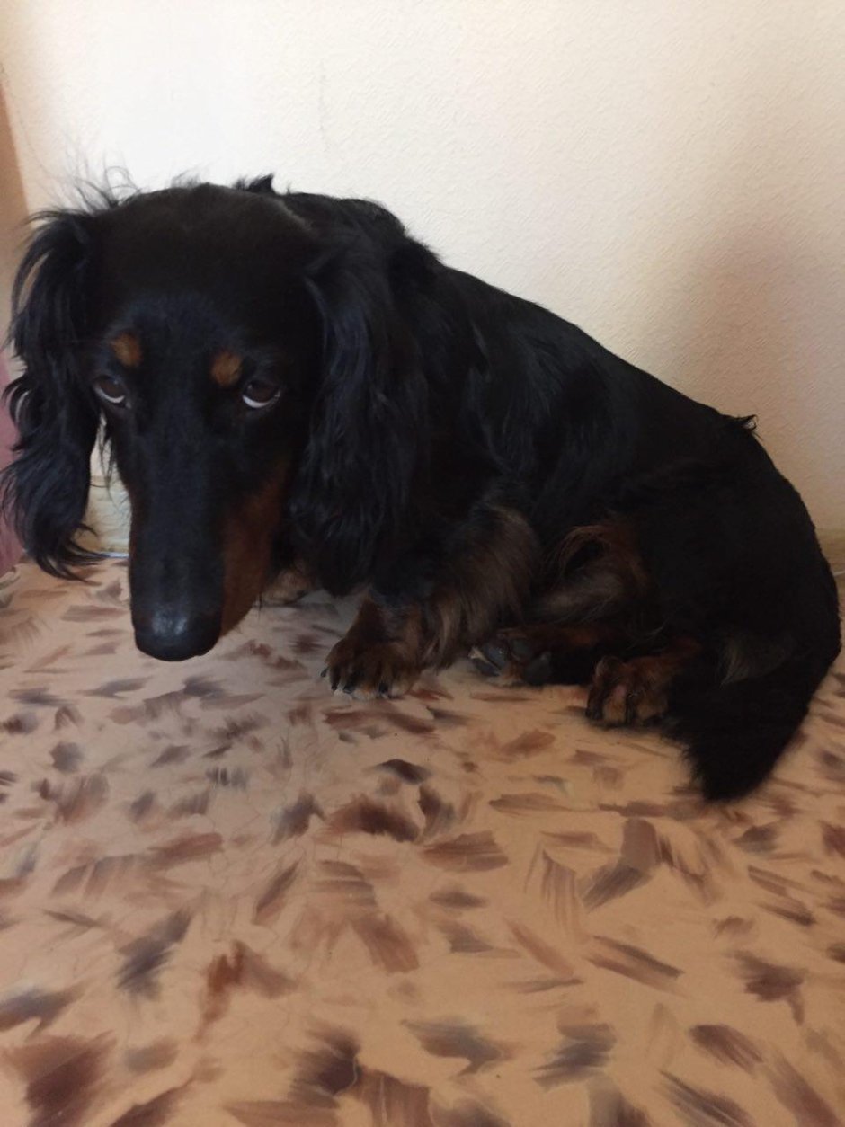 Такса длинношерстная окрасы