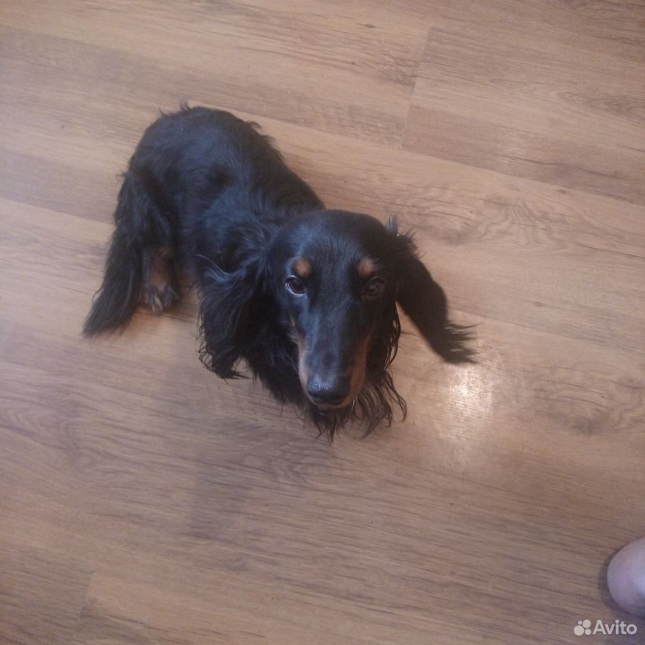 Кроличья такса длинношерстная