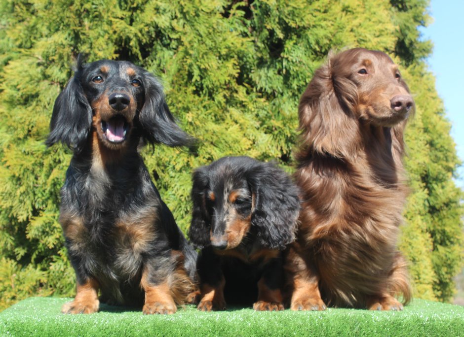 Длинношерстная такса питомник в контакте Челябинск
