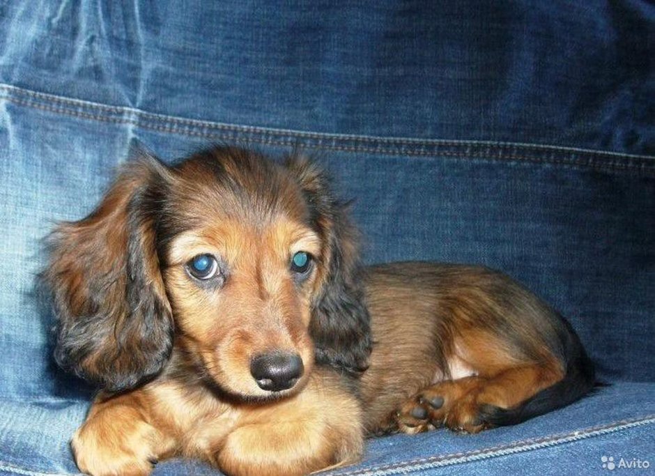 Длинношерстная такса пятнистая