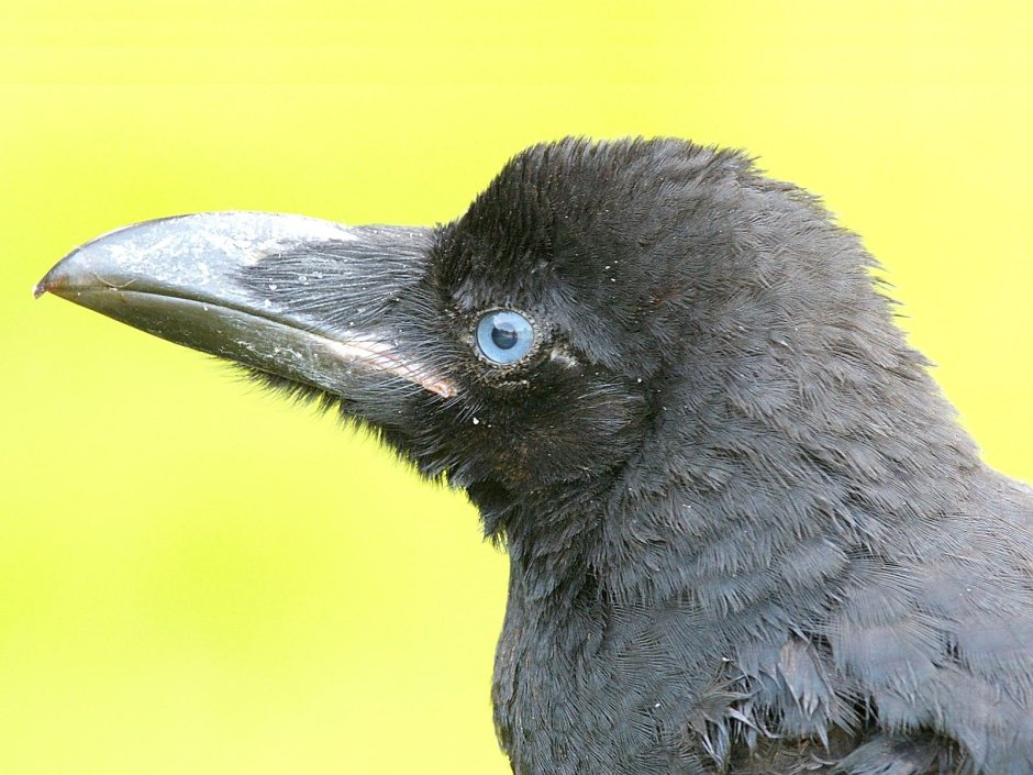 Большеклю́вая воро́на Corvus macrorhynchos