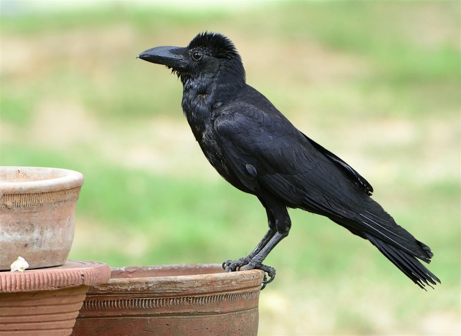 Дальневосточная большеклювая ворона