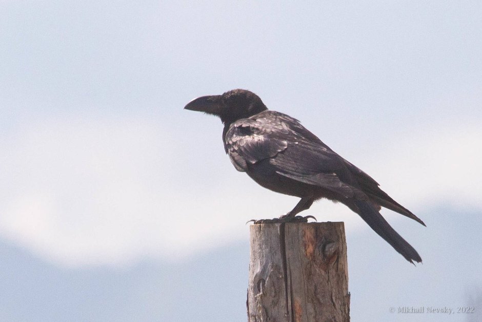 Большеклювая ворона