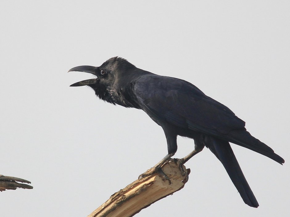 Курильская большеклювая ворона