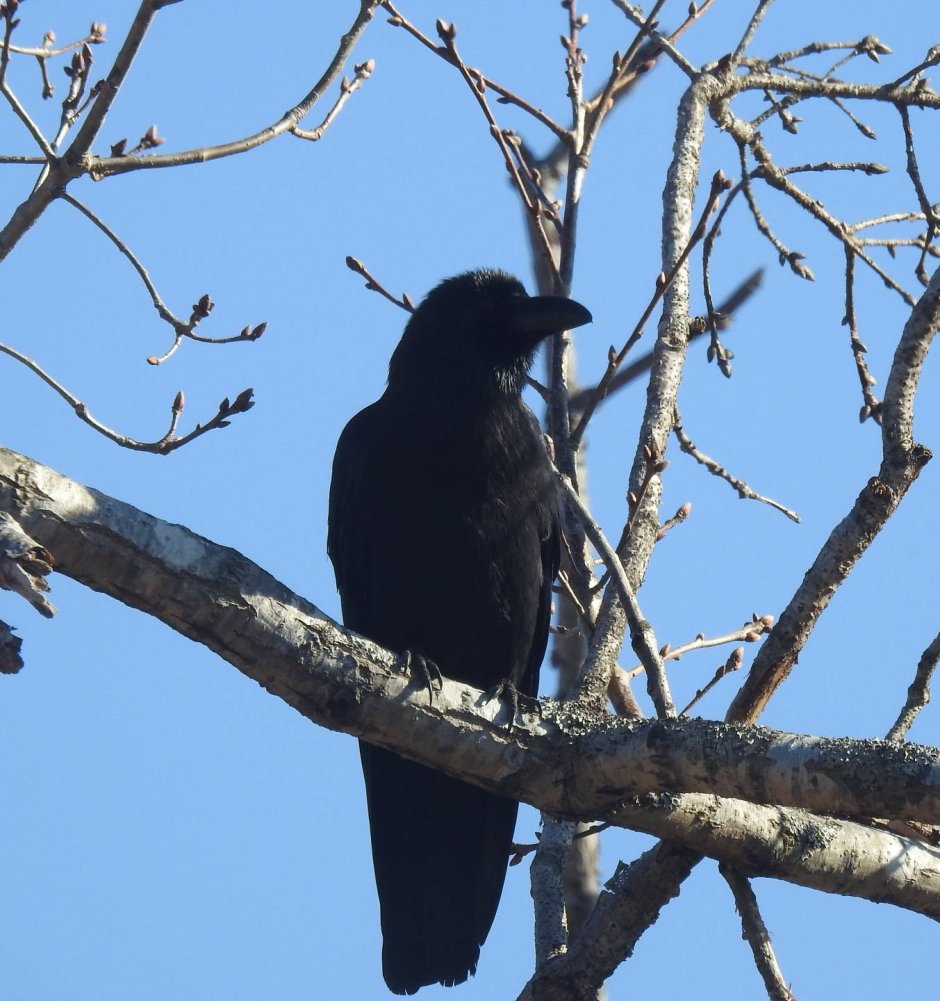 Corvus macrorhynchos