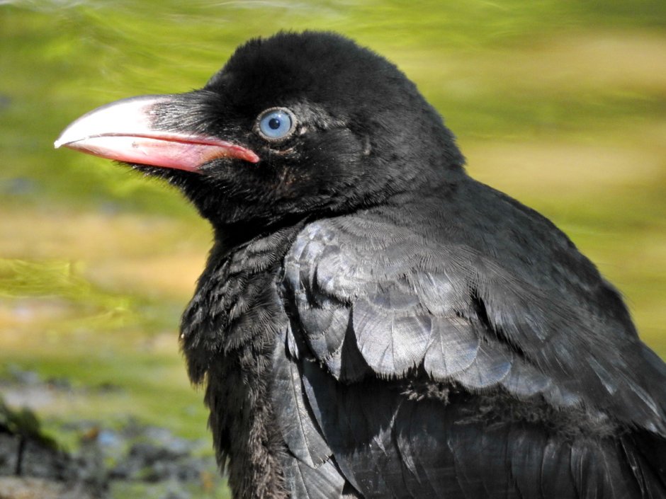 Дальневосточный ворон большеклювый