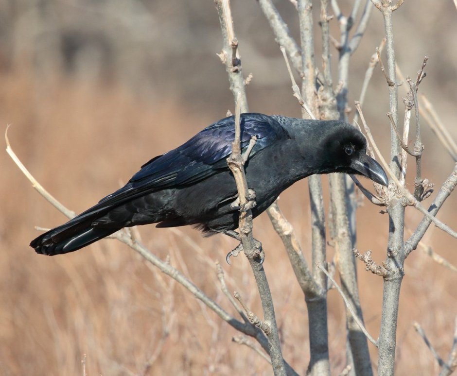 Дальневосточный ворон большеклювый