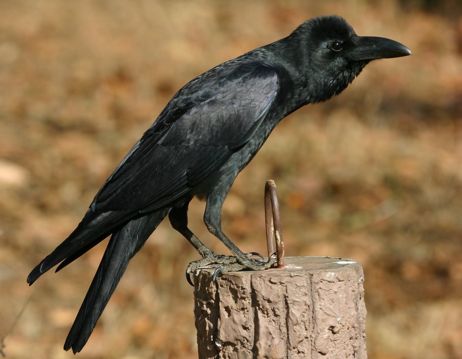 Большеклю́вая воро́на Corvus macrorhynchos