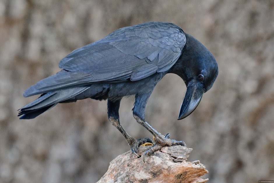 Большеклю́вая воро́на Corvus macrorhynchos