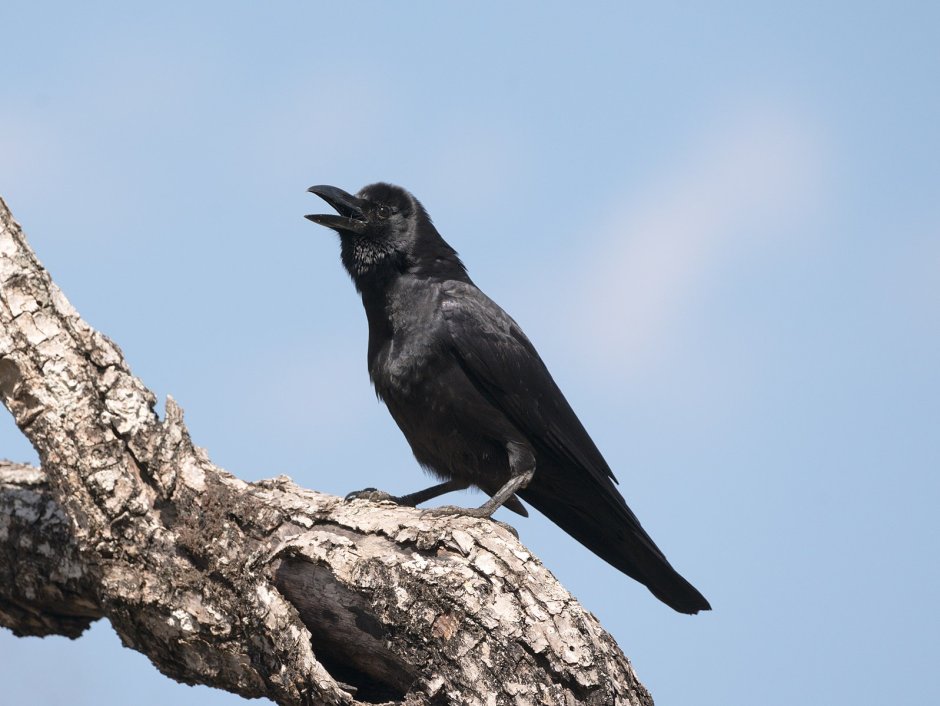 Большеклювая ворона