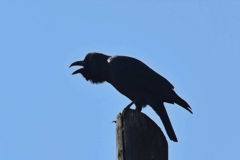 Жизнь ворон