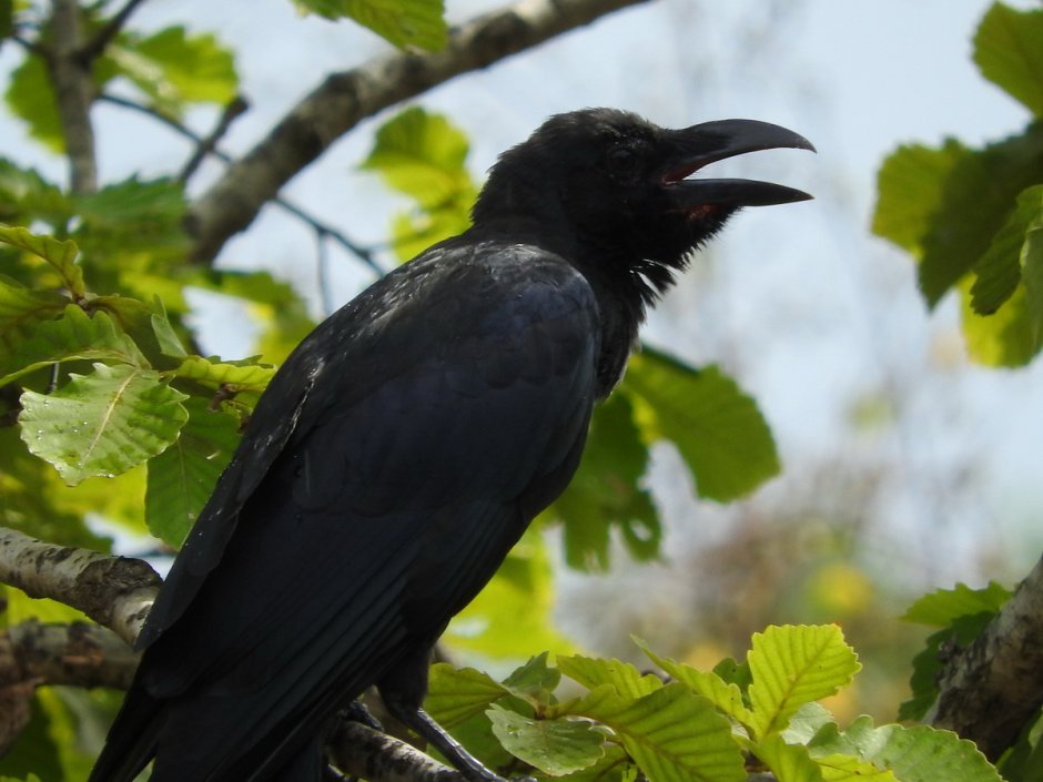 Дальневосточный ворон большеклювый