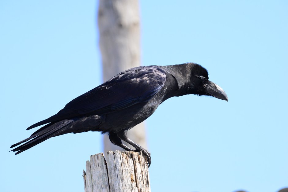 Большеклювая ворона птенец