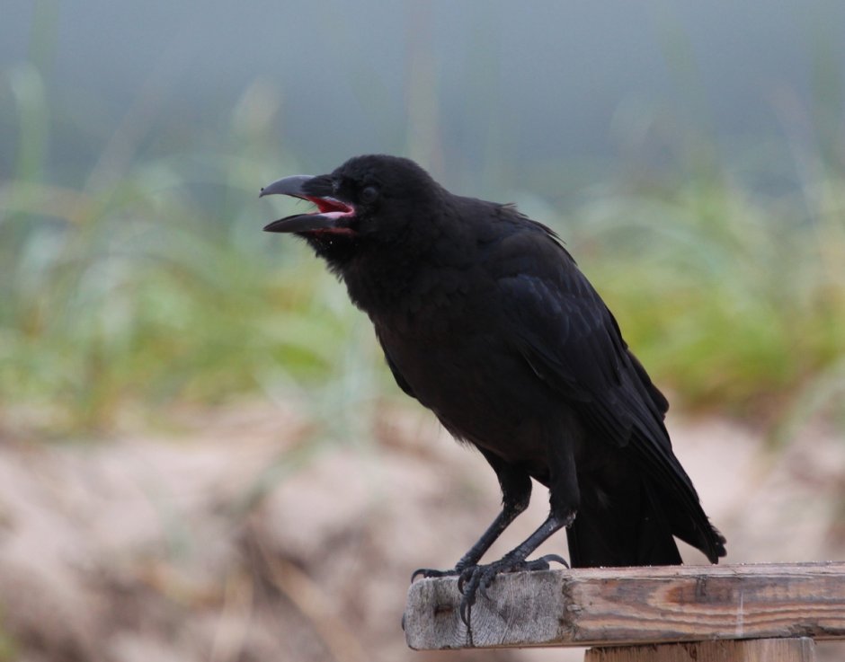 Дальневосточная большеклювая ворона