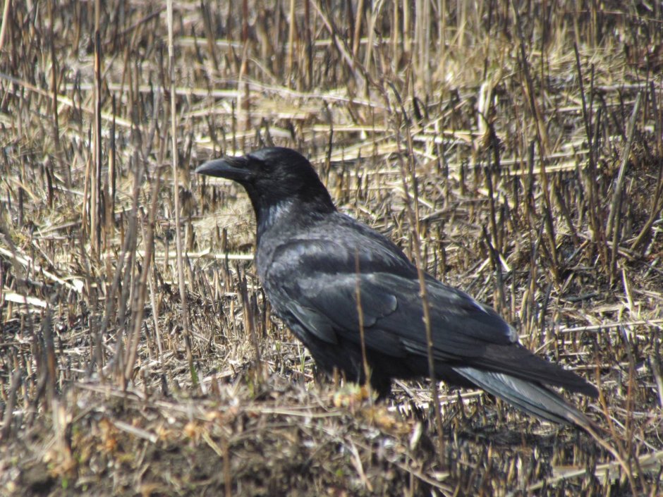 Большеклювая ворона
